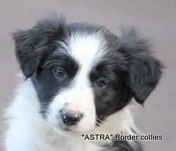 ~Black and white female, Smooth to medium coat, border collie puppy
